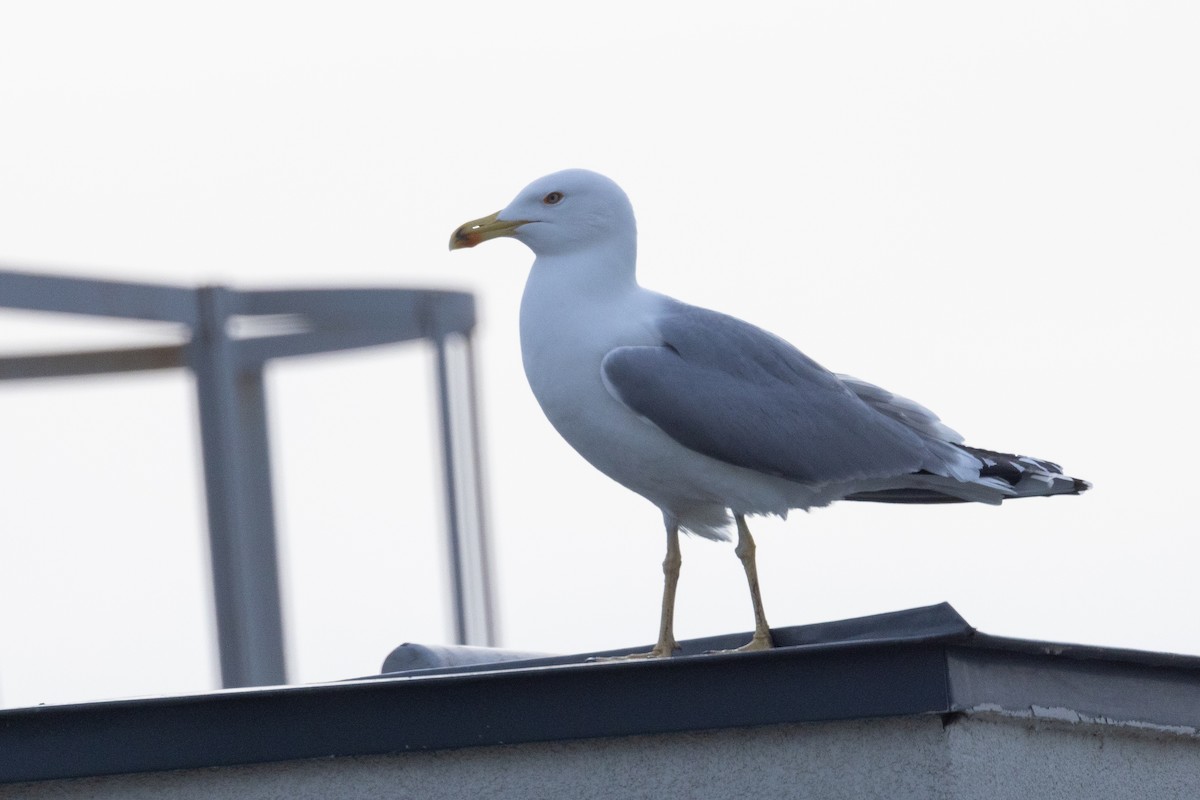 Yellow-legged Gull - ML615564050