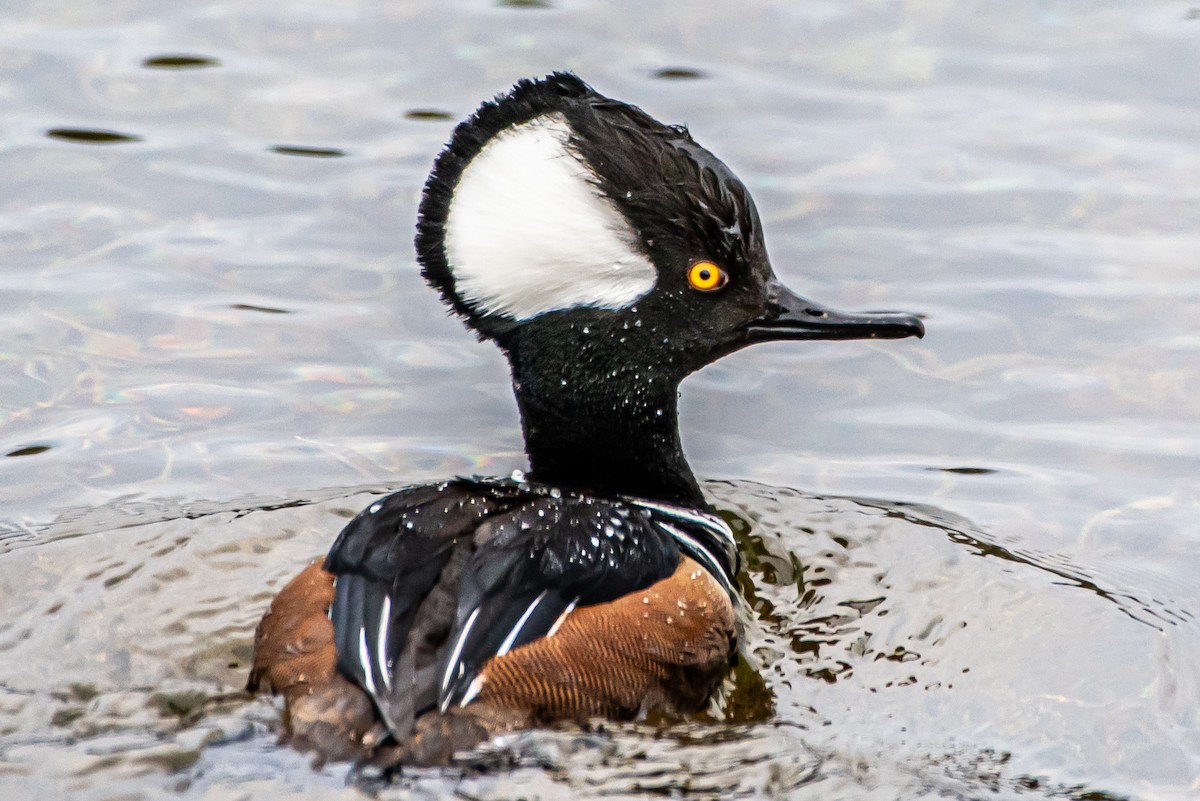 Hooded Merganser - ML615564058