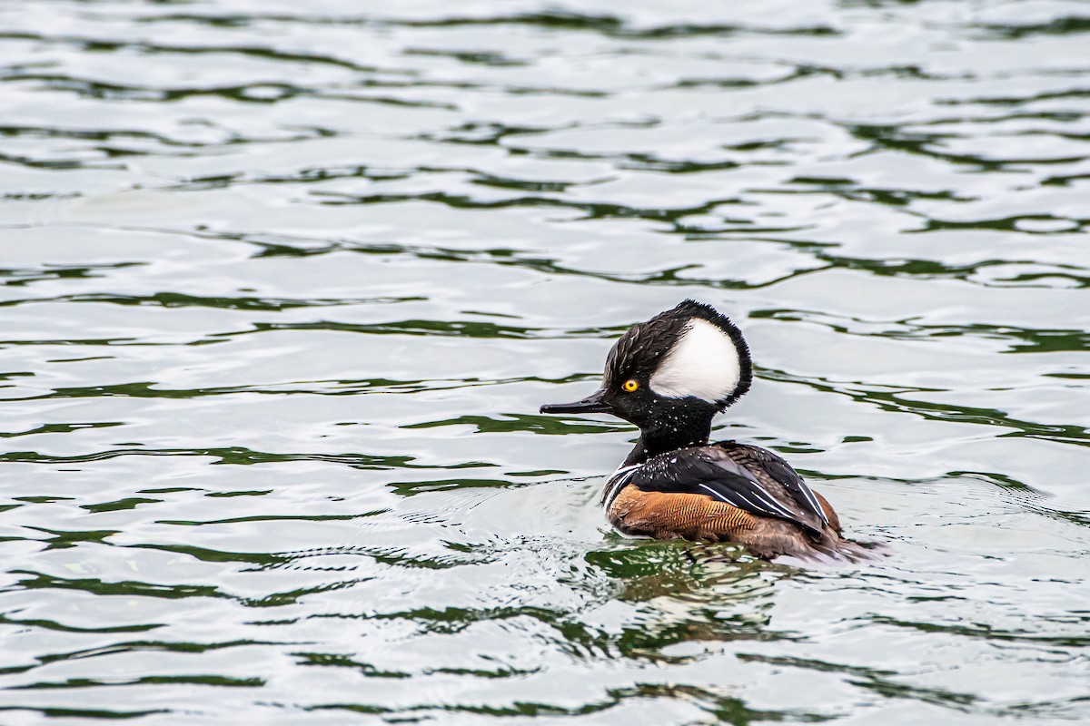 Hooded Merganser - ML615564059