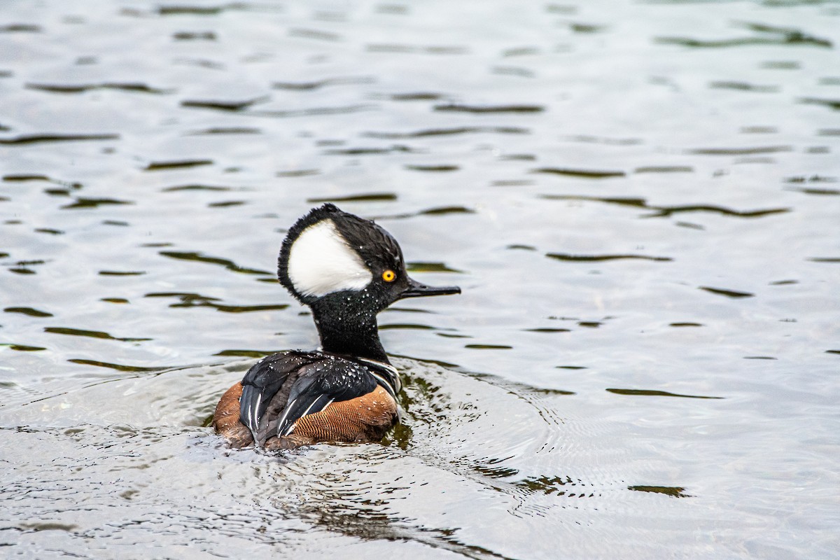 Hooded Merganser - ML615564060