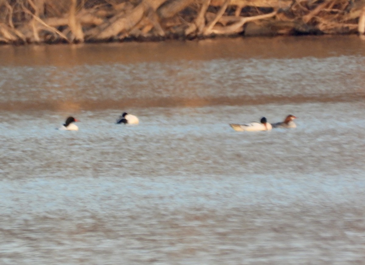 Common Merganser - ML615564078