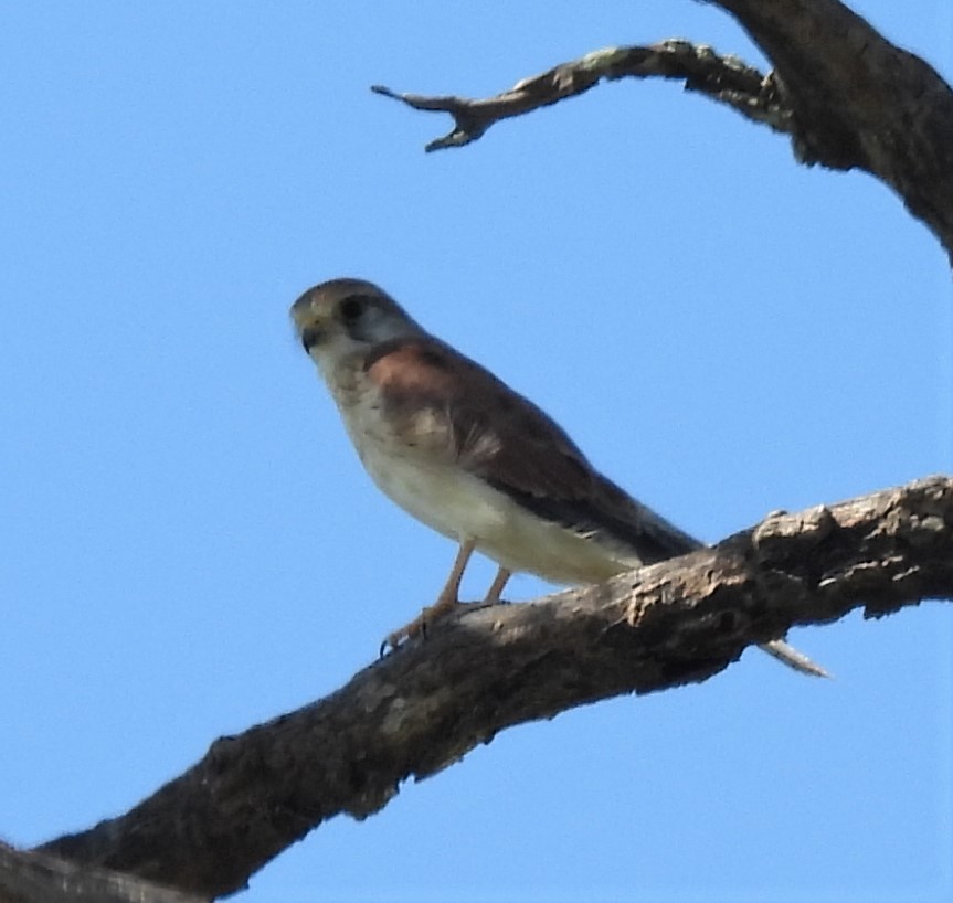 Nankeen Kestrel - Kathy Wilk