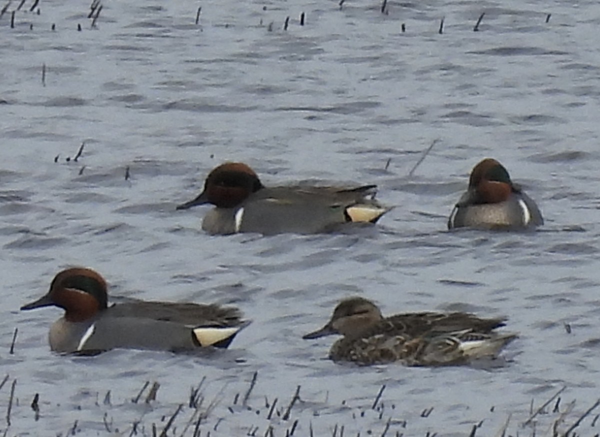 Green-winged Teal - ML615564112