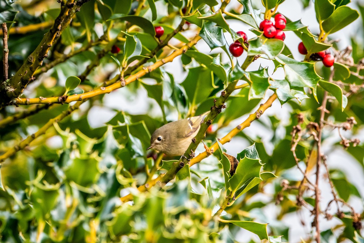 Ruby-crowned Kinglet - Brandon Lloyd