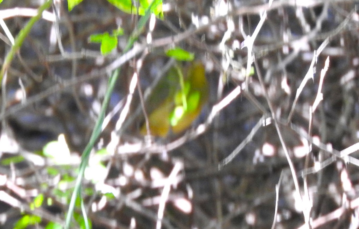 Painted Bunting - ML615564127