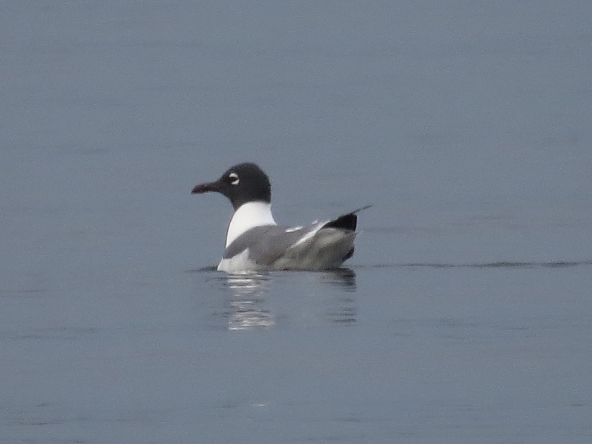 Mouette atricille - ML615564197