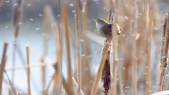 Marsh Wren - ML615564201