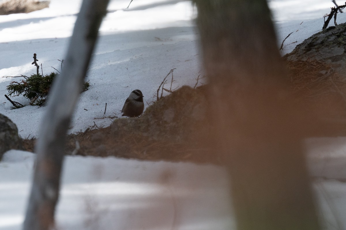 Mountain Chickadee - ML615564203