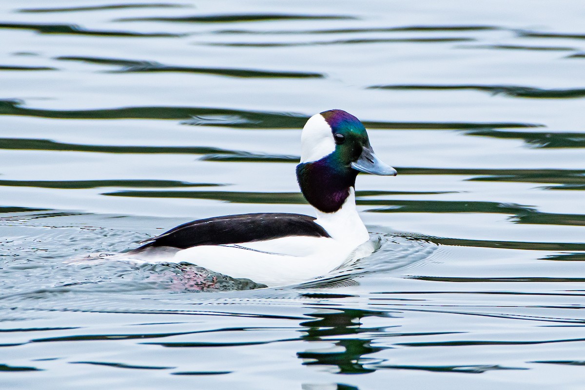 Bufflehead - ML615564204