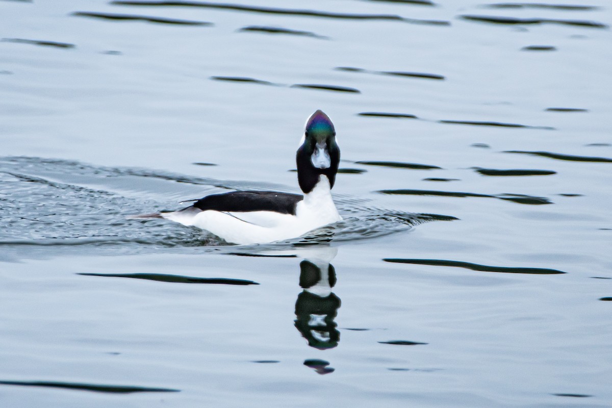 Bufflehead - ML615564205