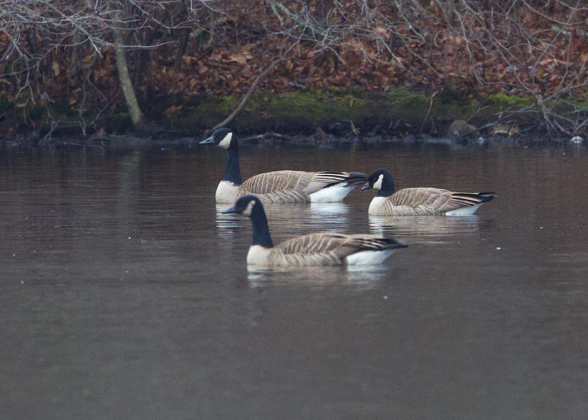 Canada Goose - Darlene J McNeil