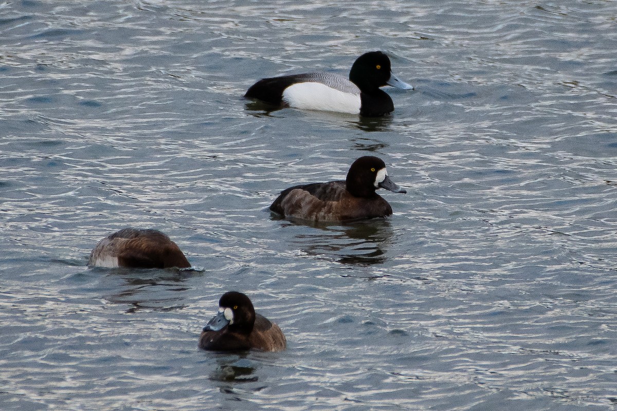 Greater Scaup - ML615564248