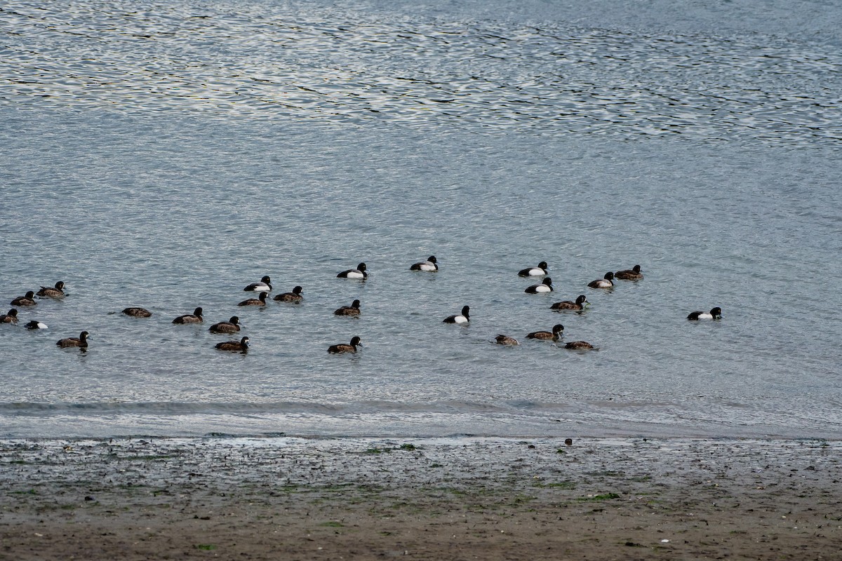 Greater Scaup - ML615564249