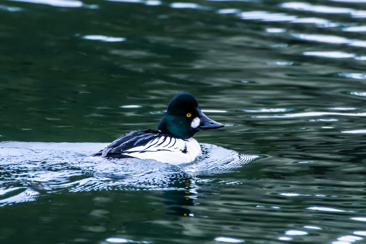 Common Goldeneye - ML615564318