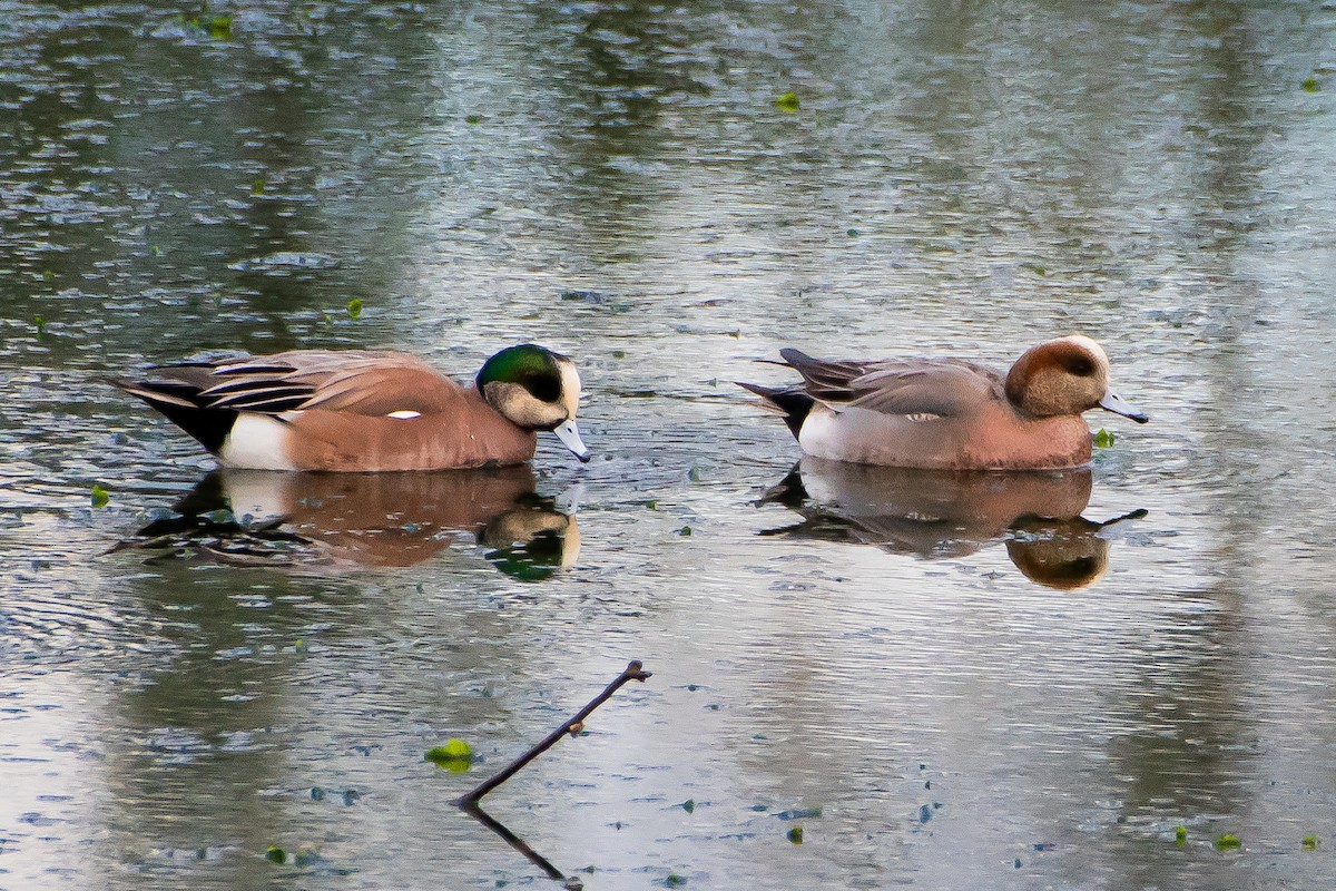 Eurasian x American Wigeon (hybrid) - ML615564419