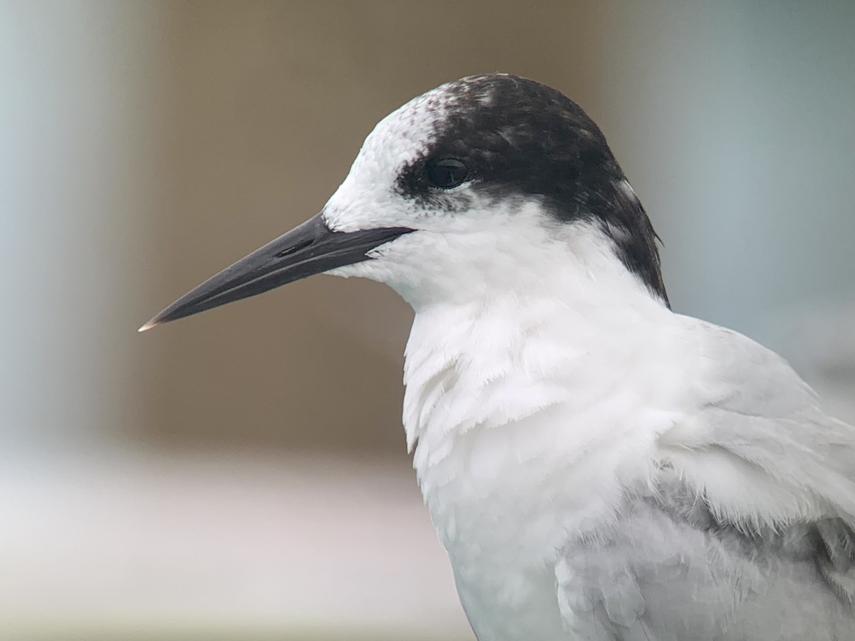 White-fronted Tern - Casper (Philip) Leygraaf