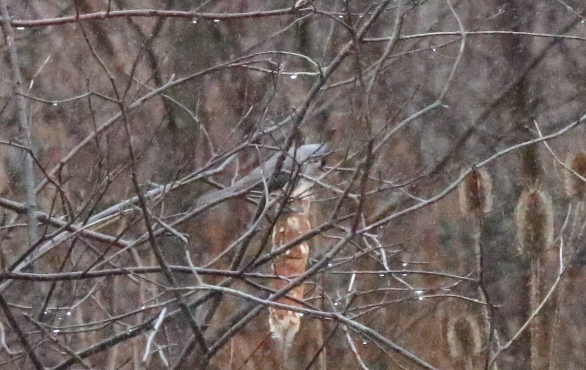 Tufted Titmouse - ML615564602