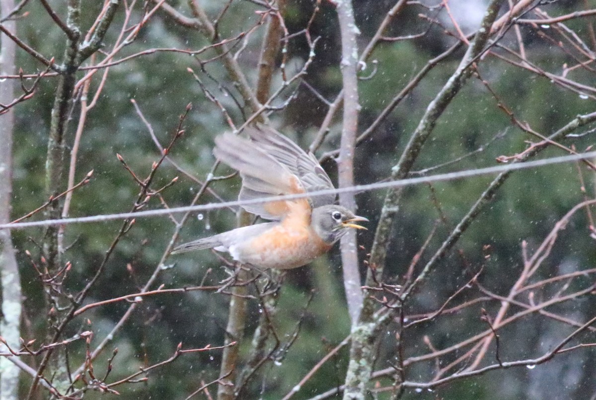 American Robin - ML615564613