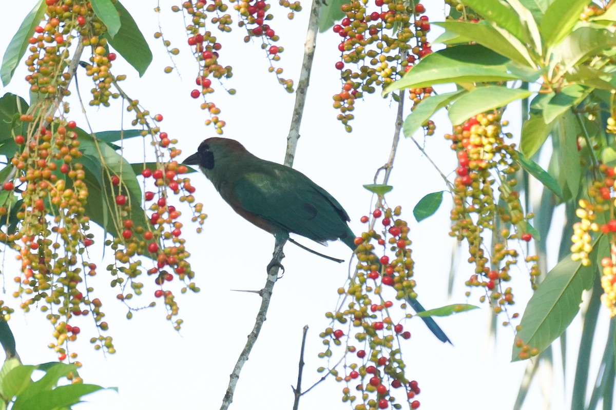 Rufous-capped Motmot - ML615564654