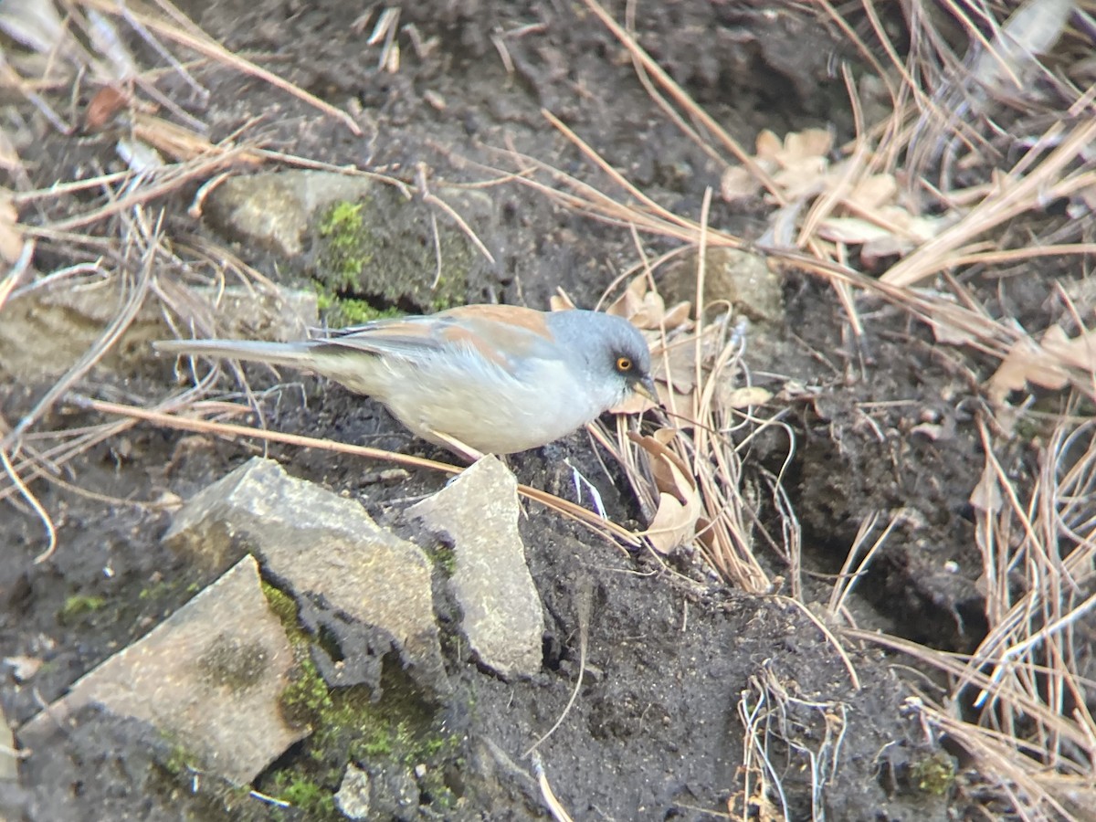 Yellow-eyed Junco - ML615564695