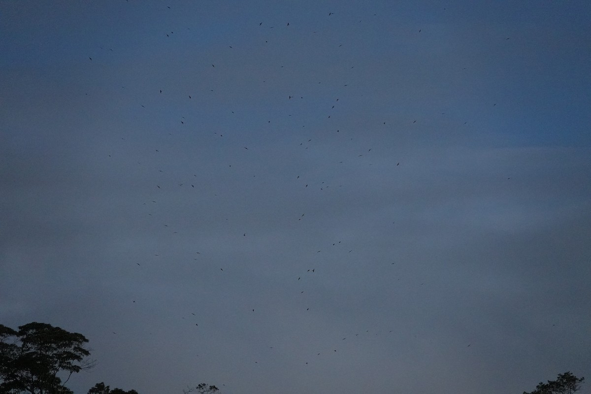 large swift sp. - Darlene Betat