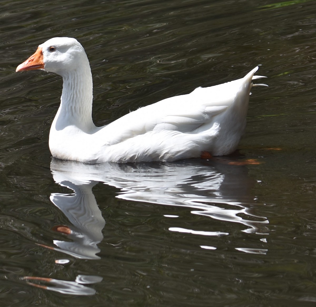 Domestic goose sp. (Domestic type) - ML615564740