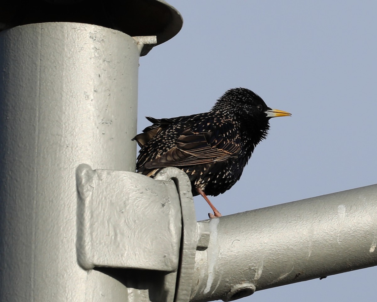 European Starling - ML615564748