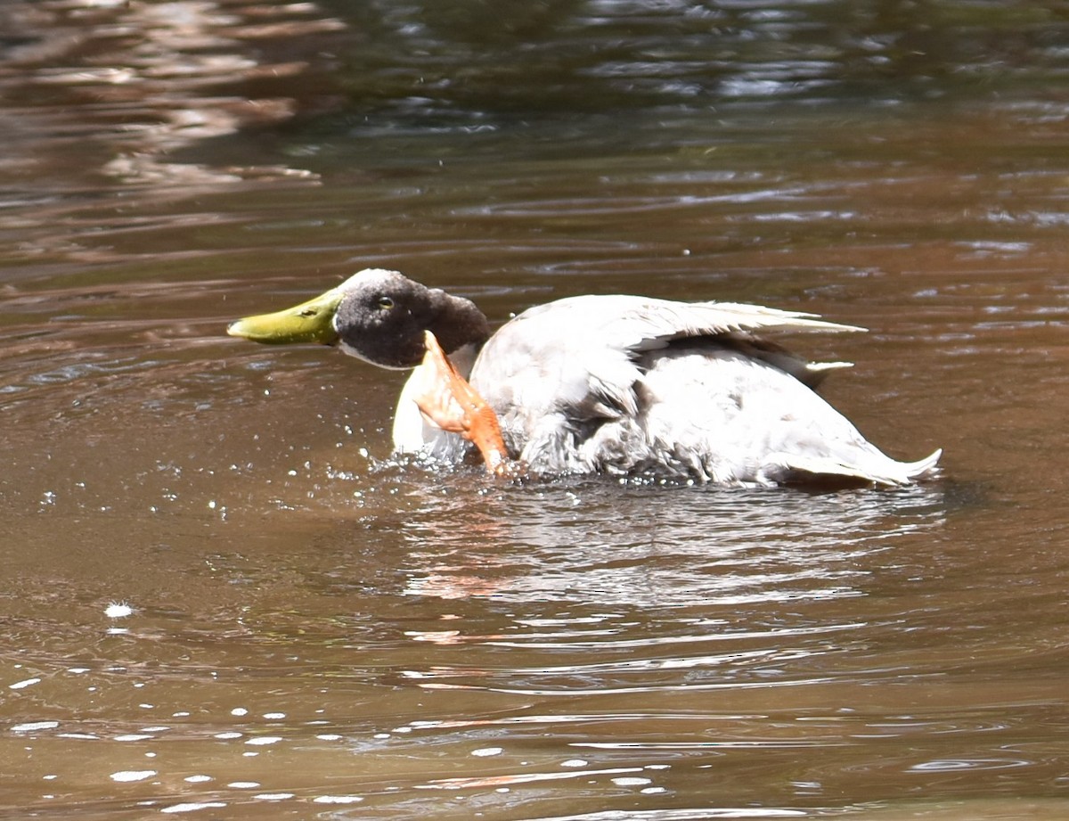 Mallard (Domestic type) - ML615564792