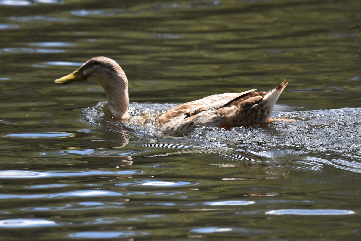 Mallard (Domestic type) - ML615564794