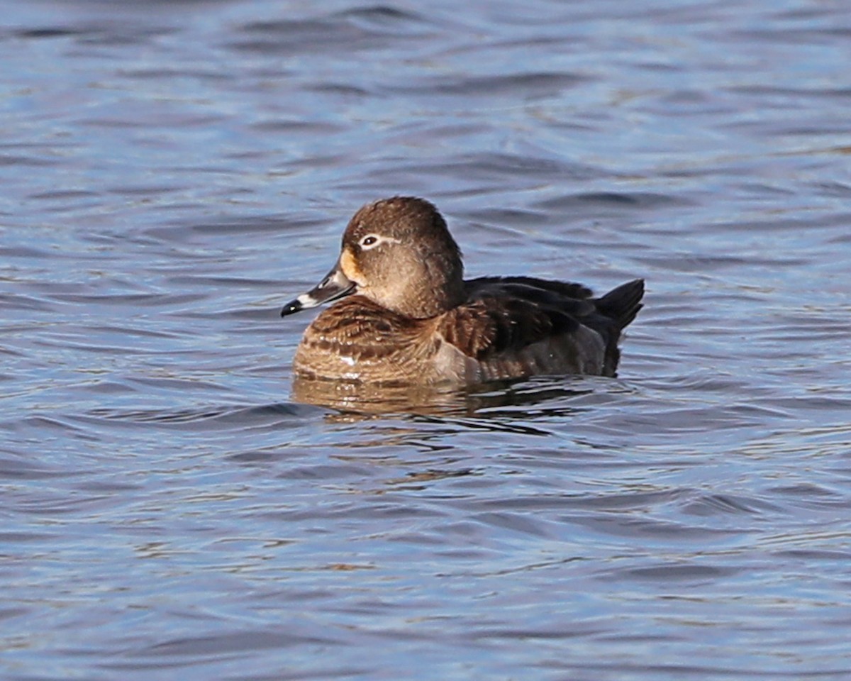 Ring-necked Duck - ML615564795