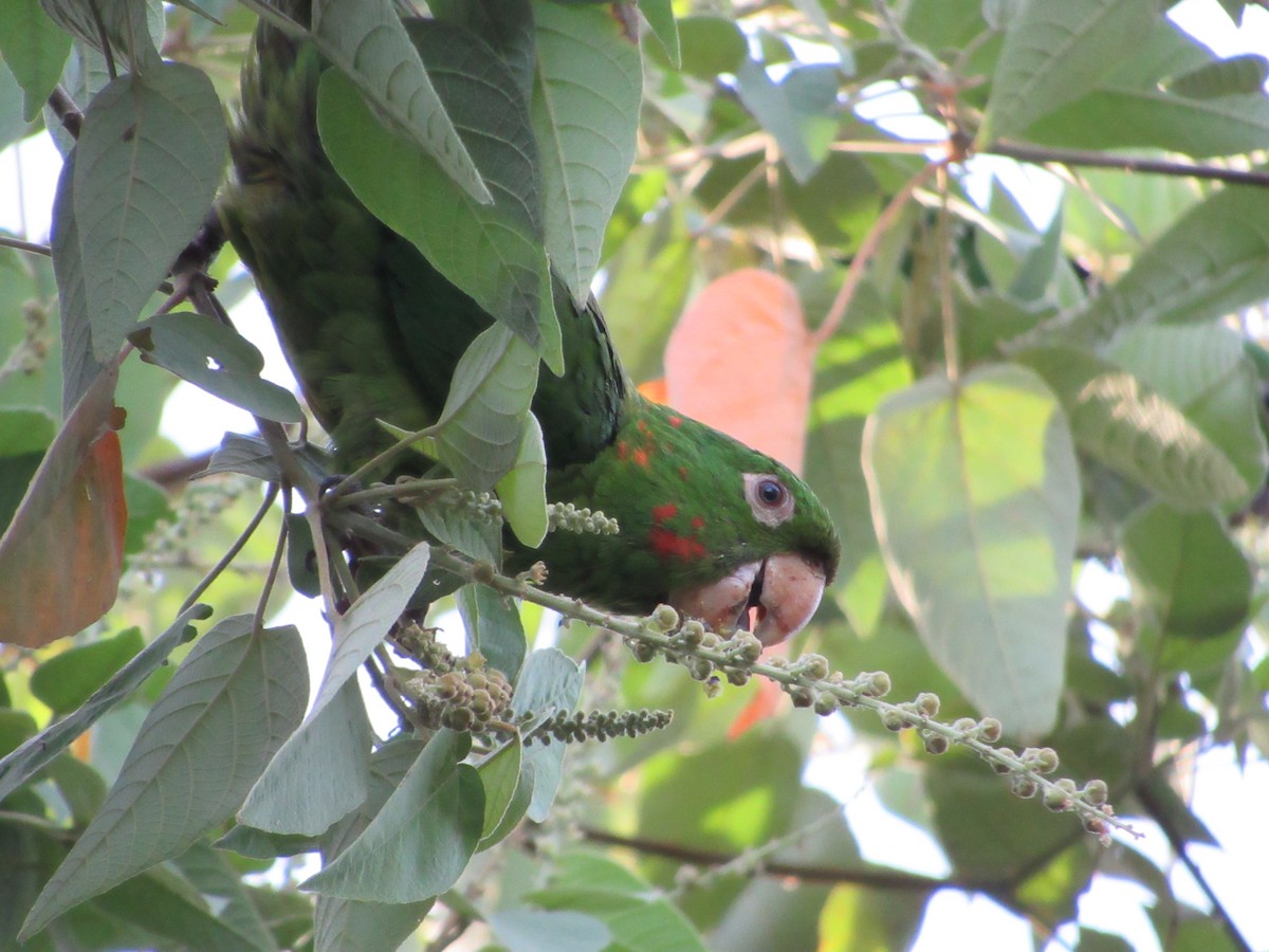 White-eyed Parakeet - ML615564796