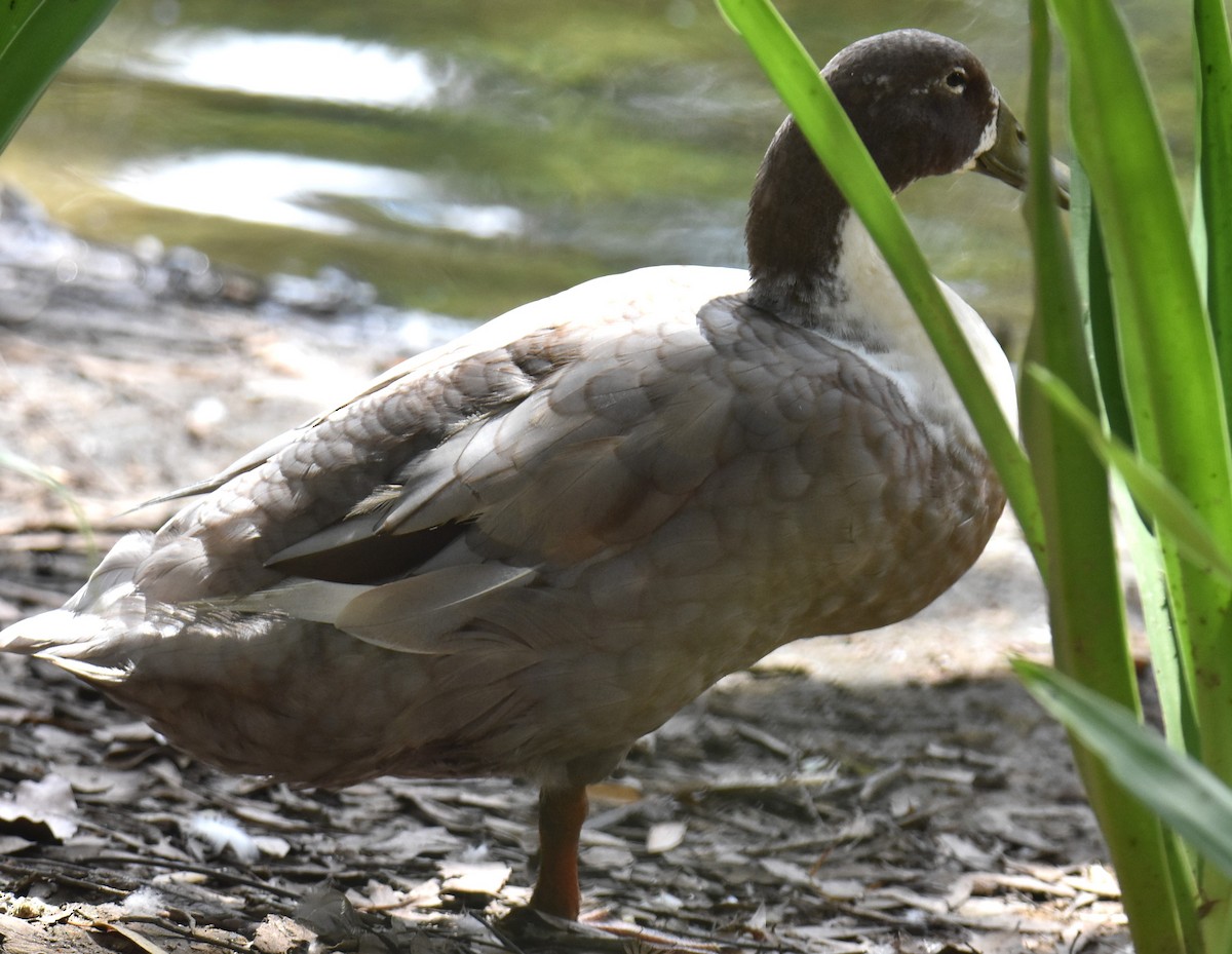 Mallard (Domestic type) - ML615564797