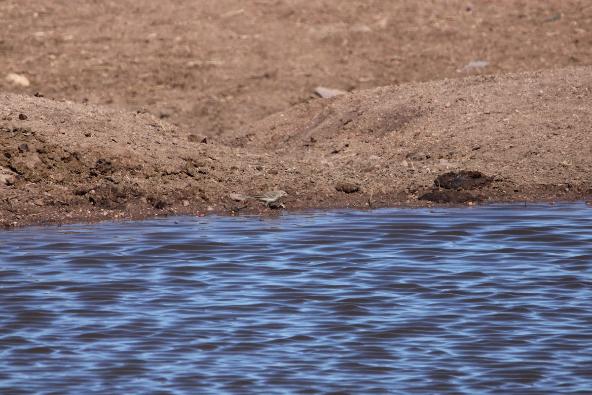 American Pipit - Sundar Laks