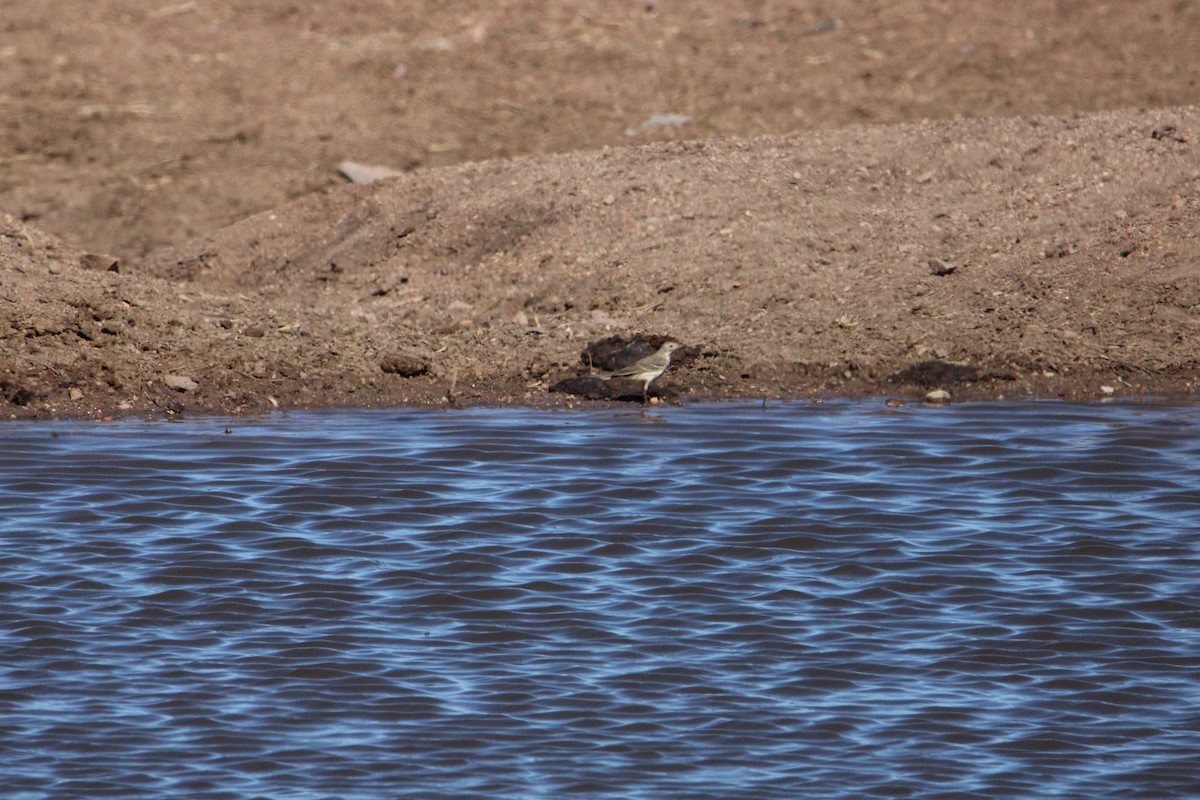 American Pipit - Sundar Laks