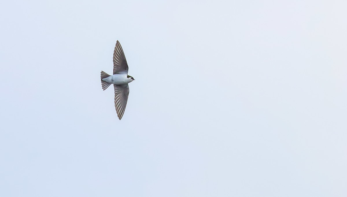 Violet-green Swallow - Andrew Thomas 🦅🪶