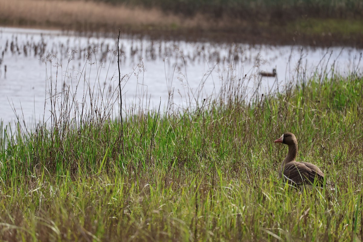 Greater White-fronted Goose - ML615564854