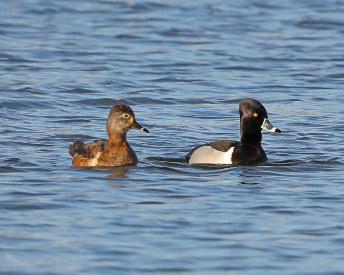 Ring-necked Duck - ML615564870