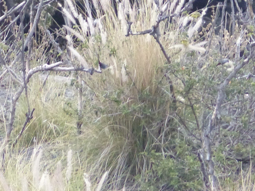 Lavender Waxbill - ML615564879