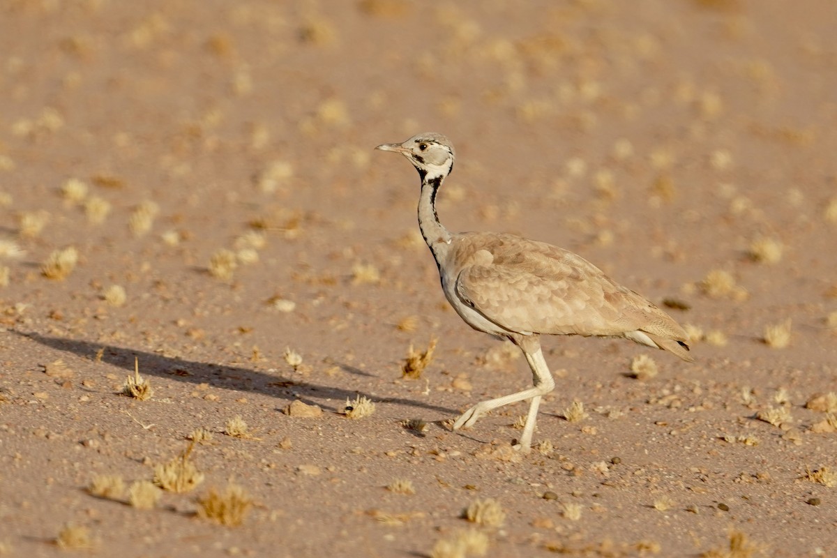 Sisón de Damaraland - ML615564888