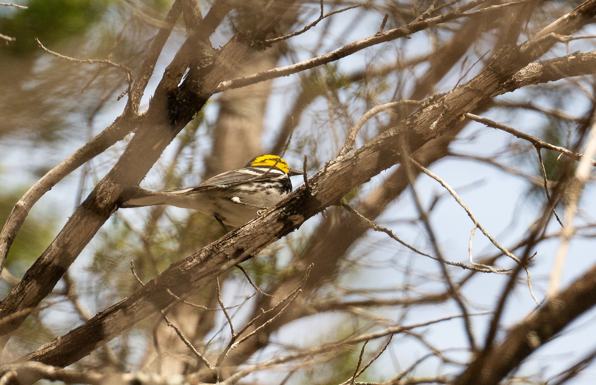 Golden-cheeked Warbler - ML615564889