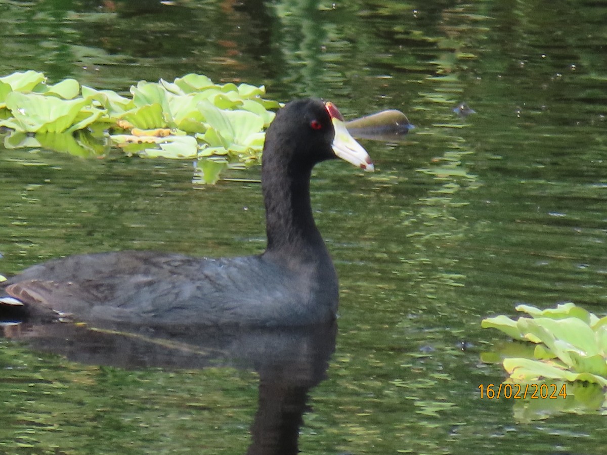 American Coot - Alexander Carmona Sánchez