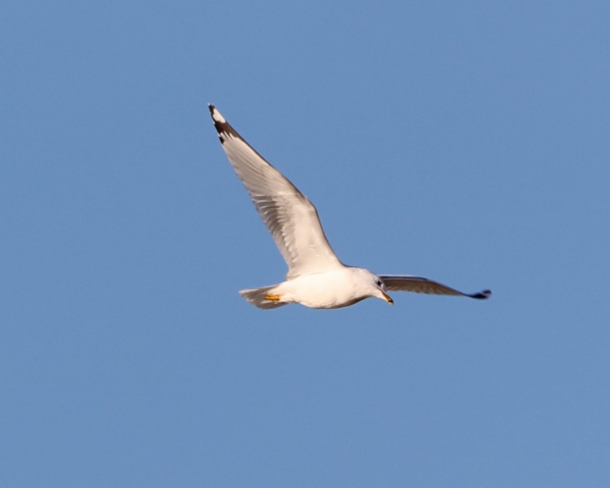 Ring-billed Gull - ML615564906