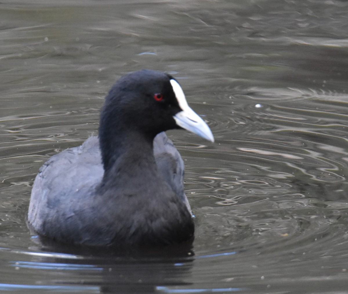 Eurasian Coot - ML615564943