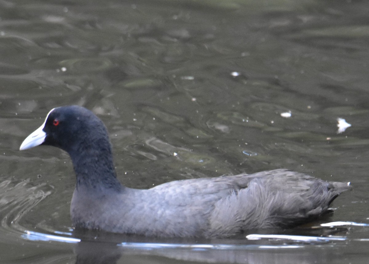 Eurasian Coot - ML615564945