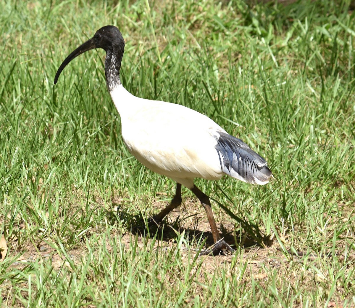 Australian Ibis - ML615564951