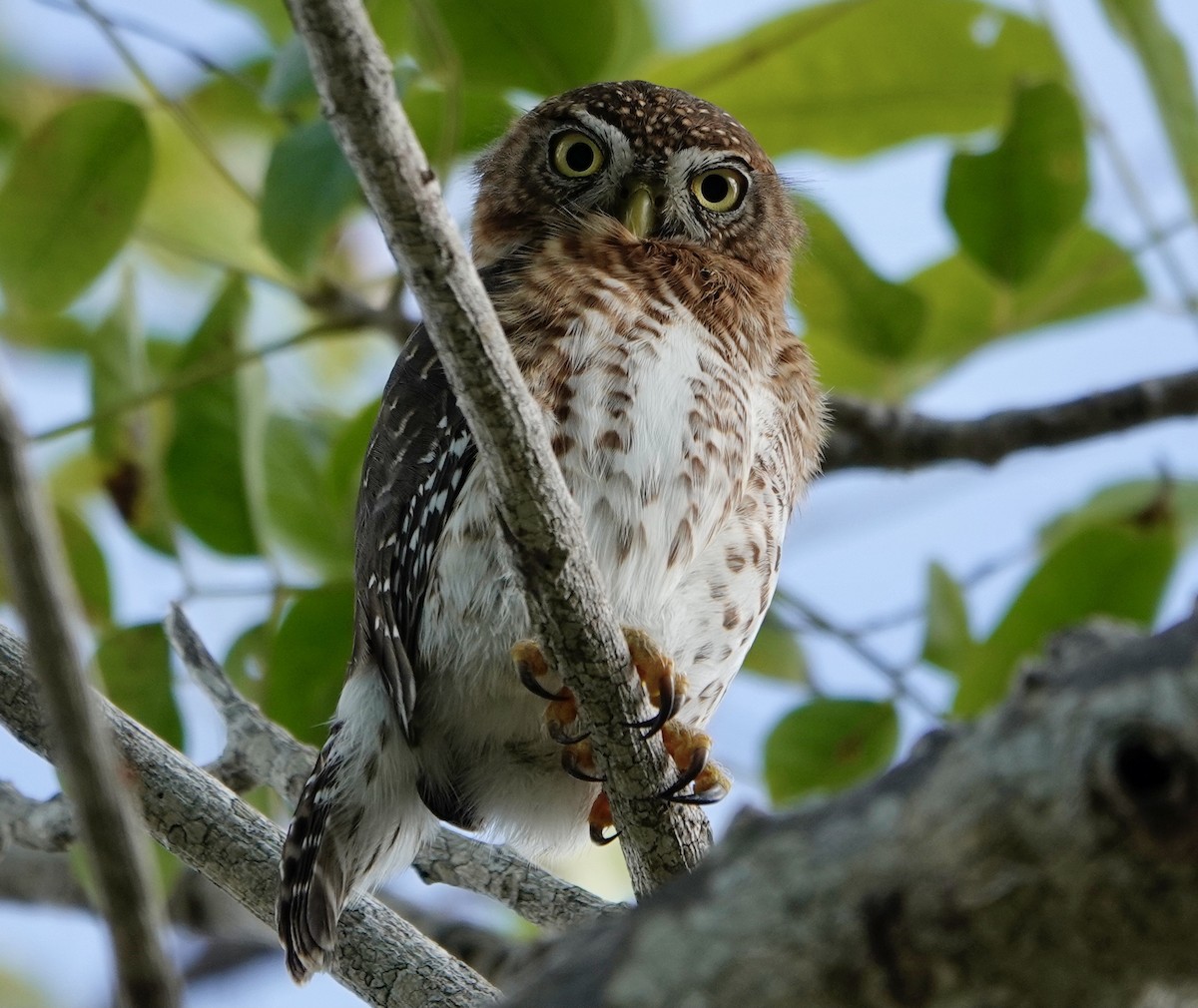 Cuban Pygmy-Owl - ML615564955