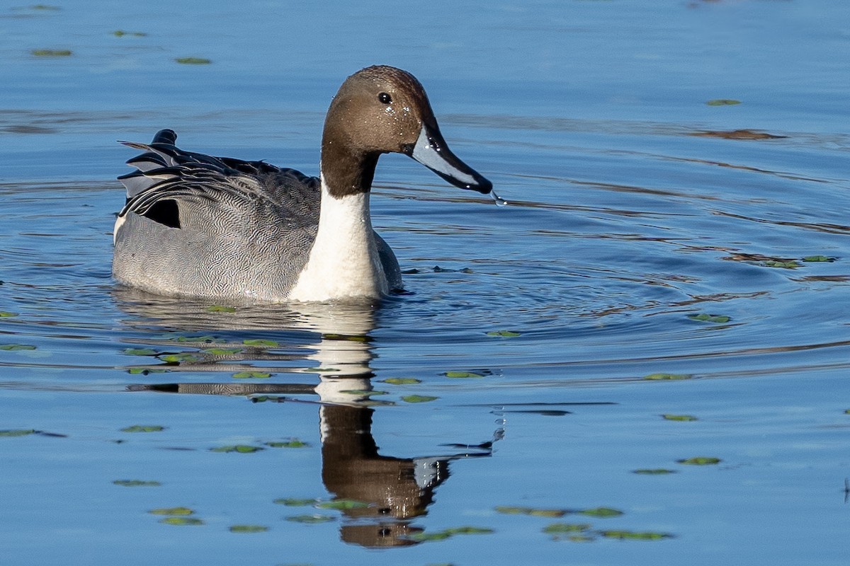 Northern Pintail - ML615564958