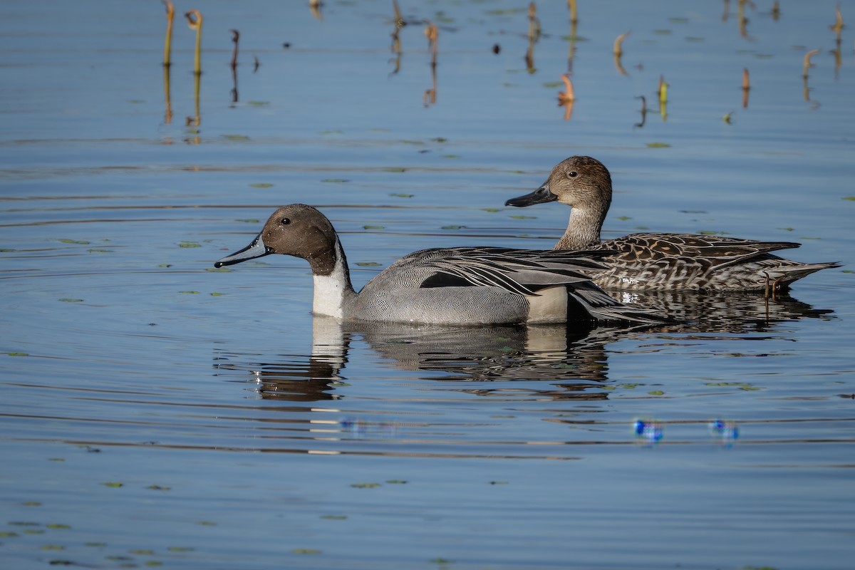 Northern Pintail - ML615564963