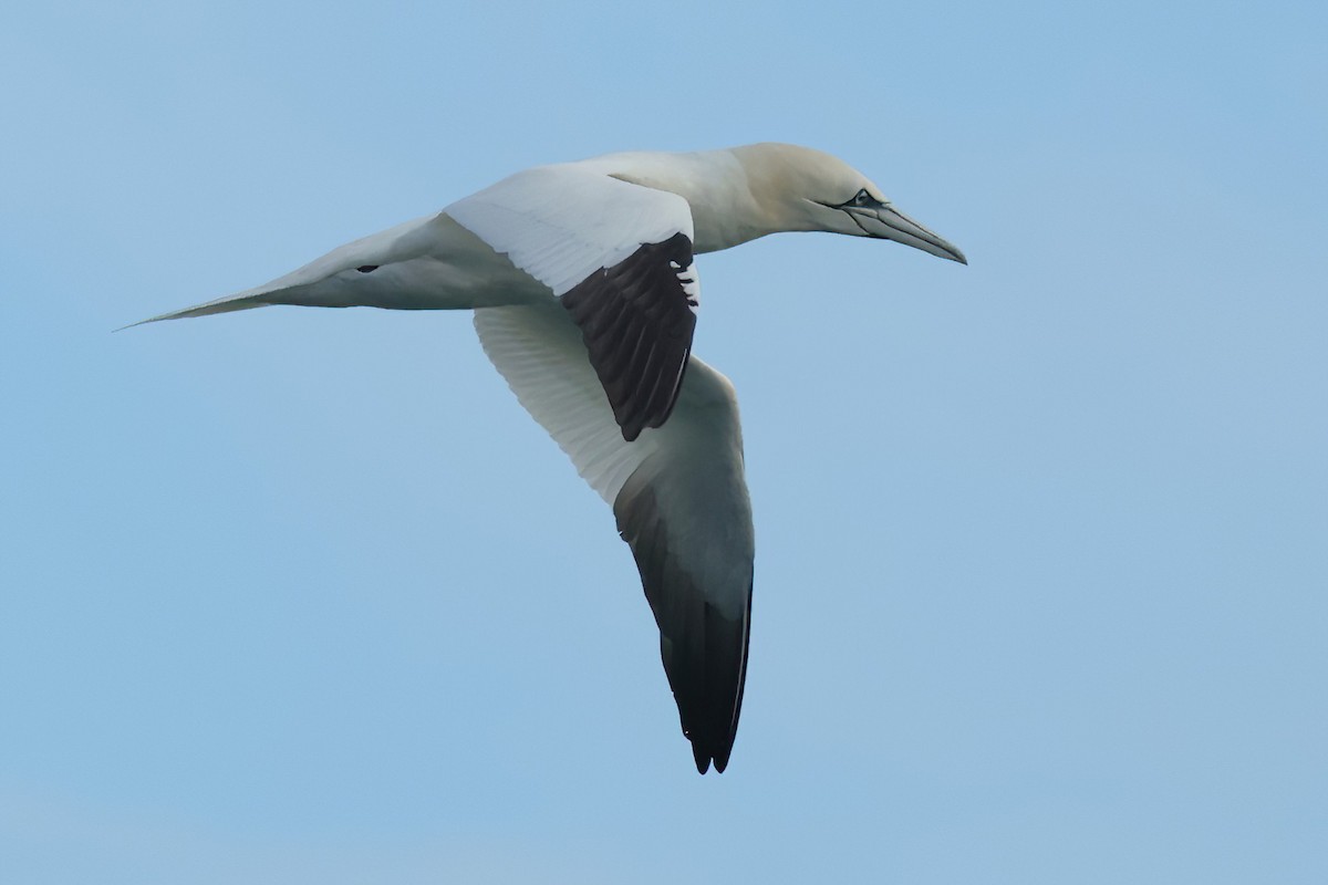 Northern Gannet - ML615564974