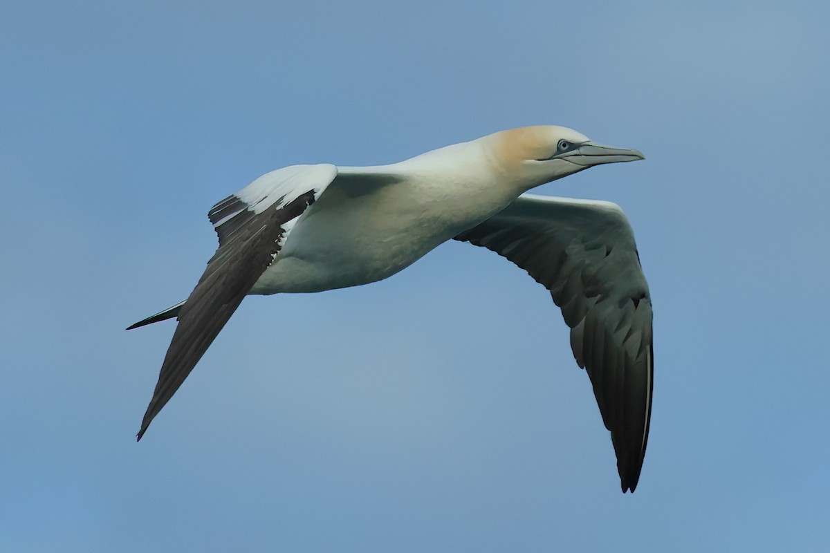 Northern Gannet - ML615564981